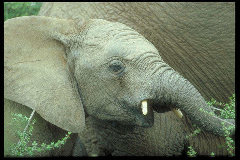 Elefantenporträt von Tim Schroeter/Wildshots